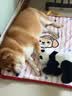 普安特宠物狗狗驱虫药犬体内外同驱跳蚤犬虱非泼罗尼爱滴克+内驱 实拍图