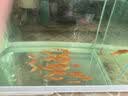 金鱼草金鱼观赏鱼冷水好养耐活小鱼苗锦鲤 2-4cm 红草金买10条送10条（加备损） 实拍图