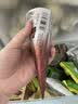 八喜 雪糕 冰淇淋 冰激凌 甜筒组合装 巧克力口味68g*5支 脆皮甜筒 实拍图