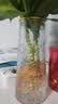 ins风北欧玻璃花瓶大号透明水养富贵竹桌面客厅干花鲜花插花摆件 20CM高【金口】灵蛇鳞纹 实拍图