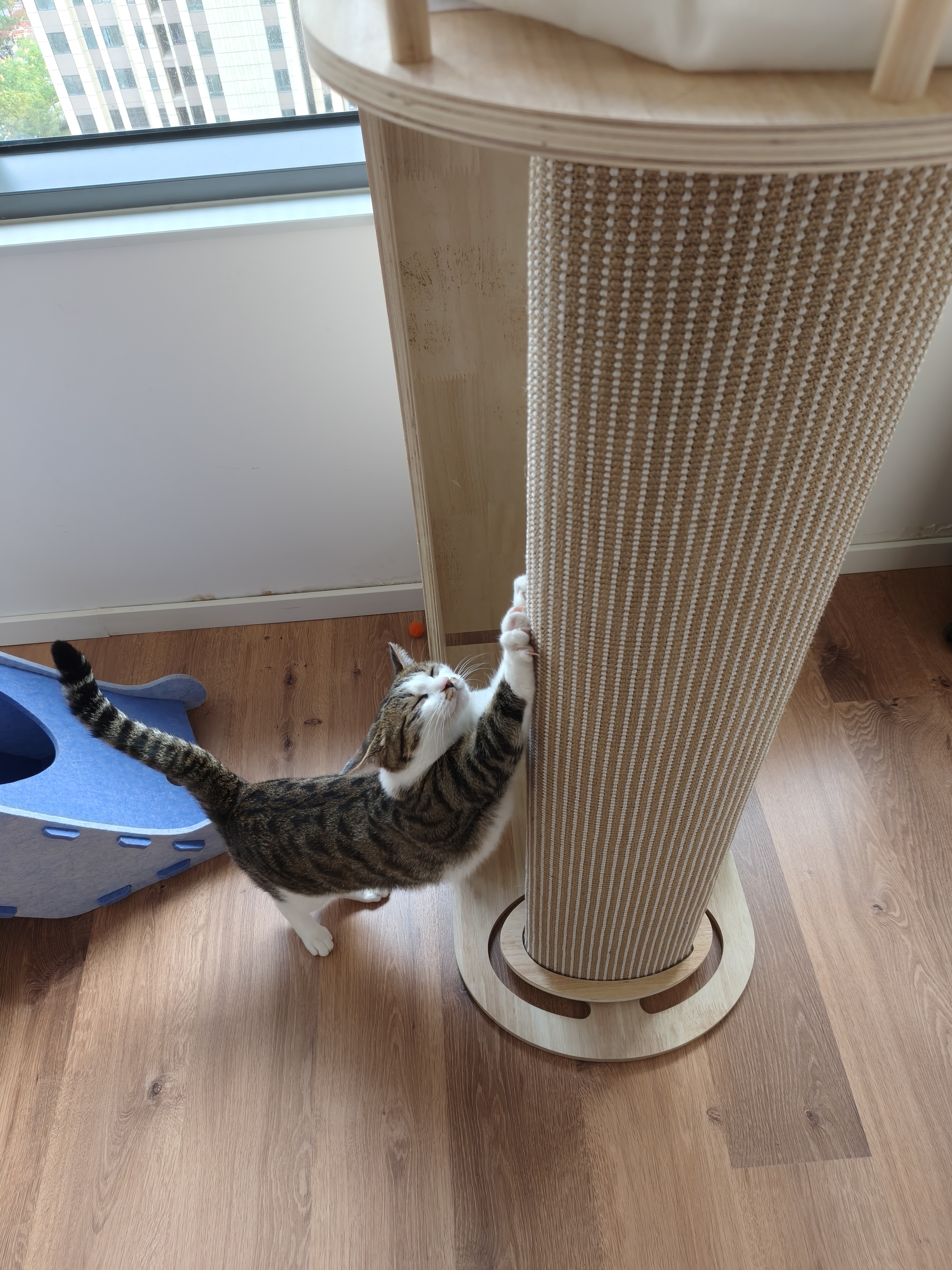 梵都宠舍猫爬架多功能斜梯猫墙猫抓柱斜面大面积猫抓垫云顶猫窝 实拍图