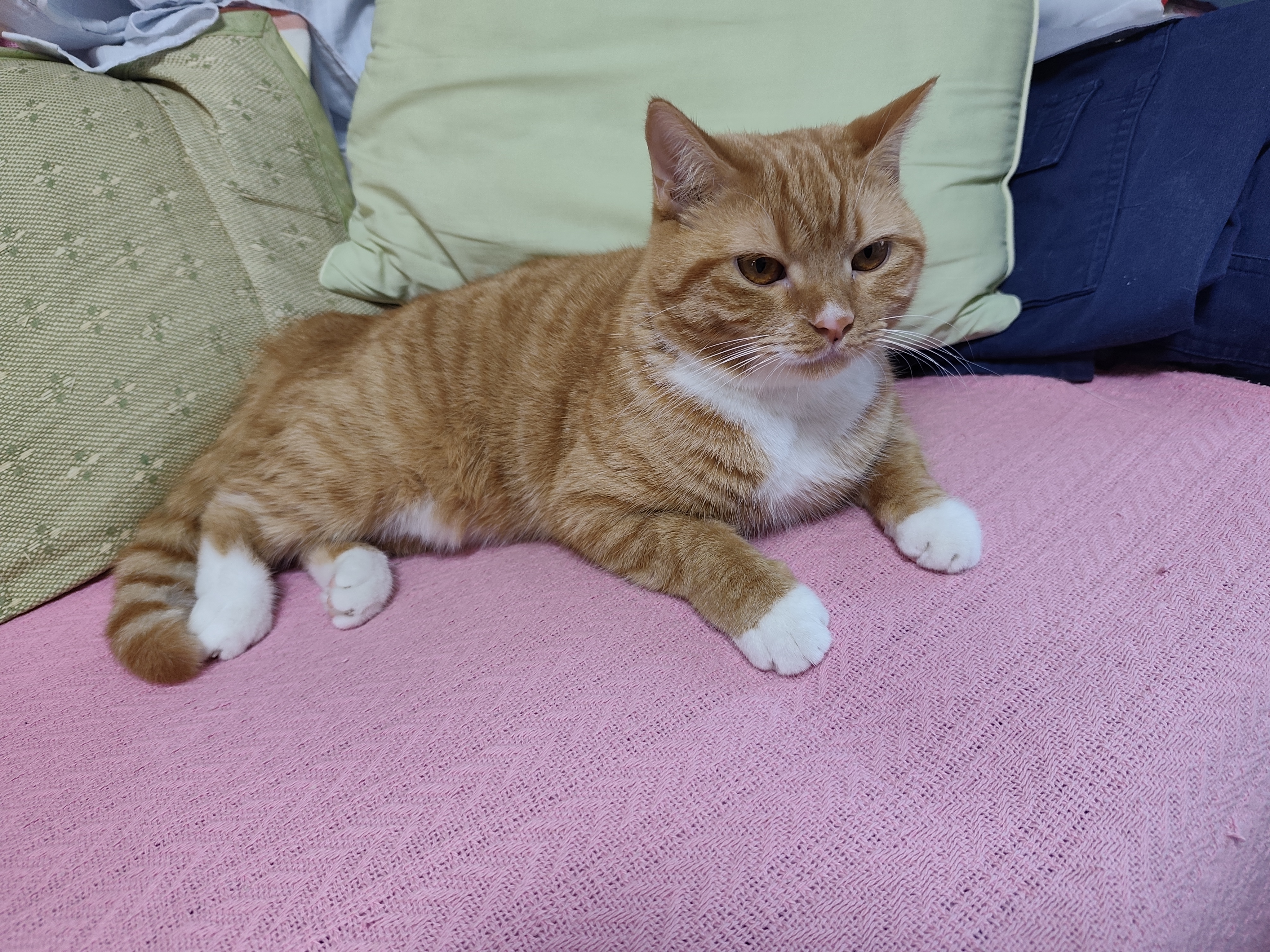 pidan猫砂 超细豆腐膨润土混合猫砂6.18KG*3包 整箱装皮蛋猫砂自营 实拍图