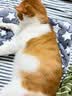 HELLOJOY狗垫子狗窝冬季保暖猫垫子宠物冬加厚猫窝睡觉用毛毯猫咪狗狗睡垫 实拍图