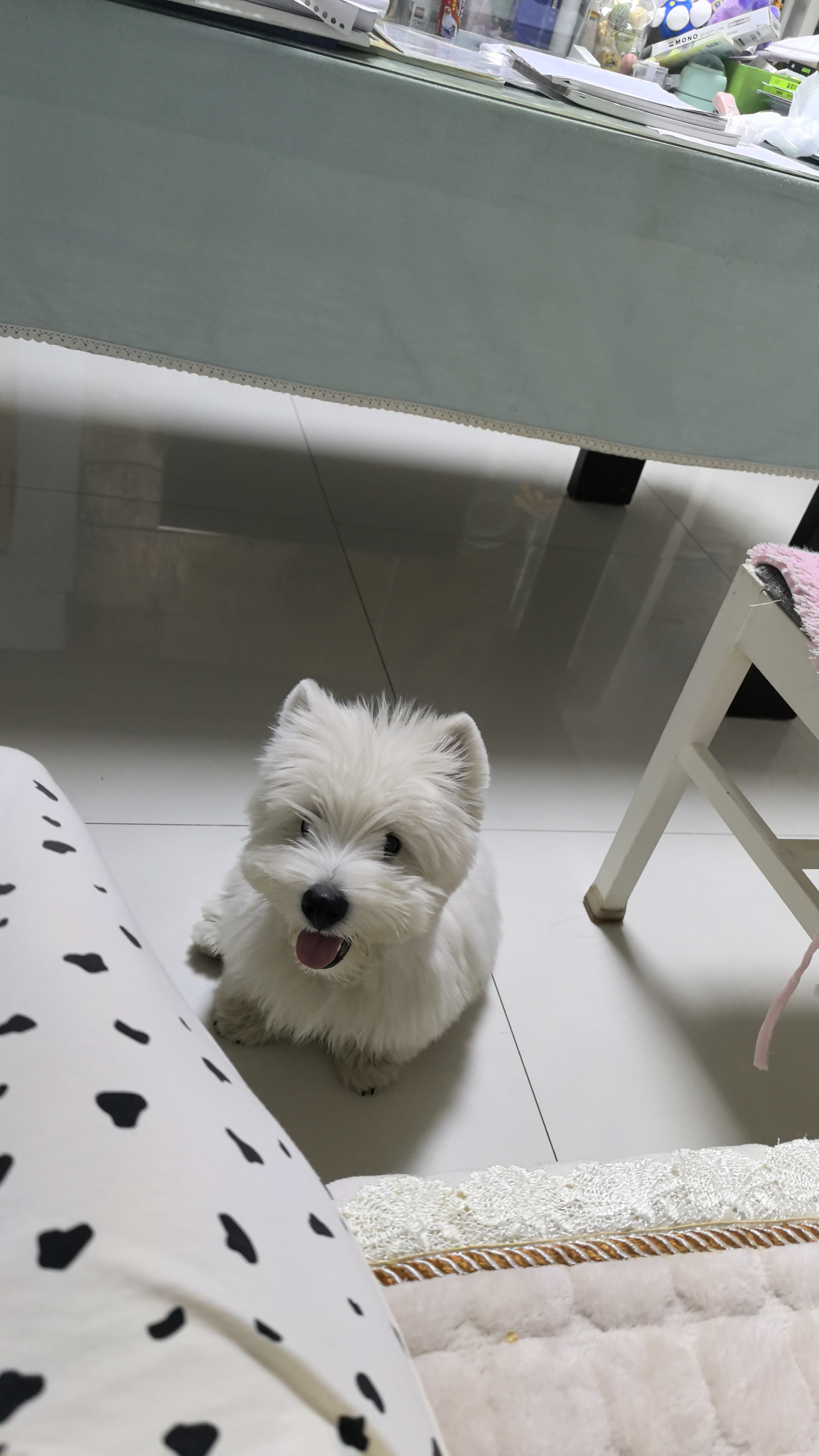 麦德氏IN犬猫高钙0乳糖绵羊奶粉10g/袋8倍乳铁蛋白新生幼犬猫羊奶粉 实拍图