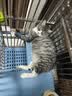 普安特宠物猫咪驱虫药驱虫体内外一体幼成虫跳蚤犬虱非泼罗尼爱滴克套装 实拍图