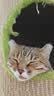 诚实一口P40全价猫粮成猫幼猫室内外80%鲜肉高蛋白益生菌养胃乳鸽味1.5kg 实拍图