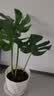 奥美优花盆塑料家用多肉种植盆栽花卉绿植树脂透气防烂根带托盘一体加厚 实拍图