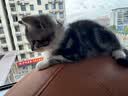 万颐猫粮冻干五拼全价全期英短蓝猫全种猫通用型宠物主粮2.5kg 实拍图