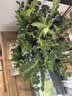 植筑小叶紫檀吸水石造型盆景摆件办公室桌面茶室内客厅盆栽水培绿植物 天然吸水石+小叶森林紫檀+（塑料盆） 高48cm*宽28cm*长32cm 实拍图