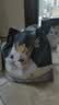 亿迪猫粮冻干幼猫成猫10斤全价英短蓝猫布偶老年猫国产通用全阶段5kg 实拍图