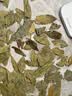 川珍香叶70g【配料干净】广西月桂叶炖烧卤料火锅底料家庭商用香辛料 实拍图