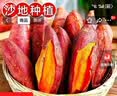 现挖沙地蜜薯红薯新鲜农家糖心番薯烤地瓜软糯批发黄心包邮 河南西瓜红蜜薯9斤中大果净重 单果150g+ 实拍图