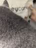 HONEYCARE好命家 好命天生 活性炭矿石膨润土猫砂20kg 实拍图
