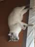 皇家猫粮 暹罗成猫粮 SM38 通用粮 12月以上 2KG 实拍图