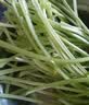 【火锅季】七鲜24小时富硒香芹苗 250g(长度≤40cm) 实拍图