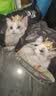 亿迪猫粮冻干幼猫成猫10斤全价英短蓝猫布偶老年猫国产通用全阶段5kg 实拍图