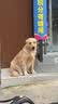 疯狂小狗中大型犬狗粮成幼犬40斤宠物边牧金毛拉布拉多鸡肉燕麦20kg囤货装 实拍图