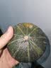 京鲜生 山东贝贝南瓜 净重3斤 单果300g+粉糯蔬菜辅食源头直发 实拍图