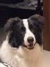 伯纳天纯狗粮中大型犬全价成年犬粮17kg羊肉蔓越莓味囤货装 实拍图