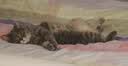 鲜朗低温烘焙猫粮冻干生骨肉天然无谷幼猫成猫全阶段鲜郎换粮试吃试用 冻干主食猫粮鸡肉试吃装 实惠装(12g*5包) 实拍图