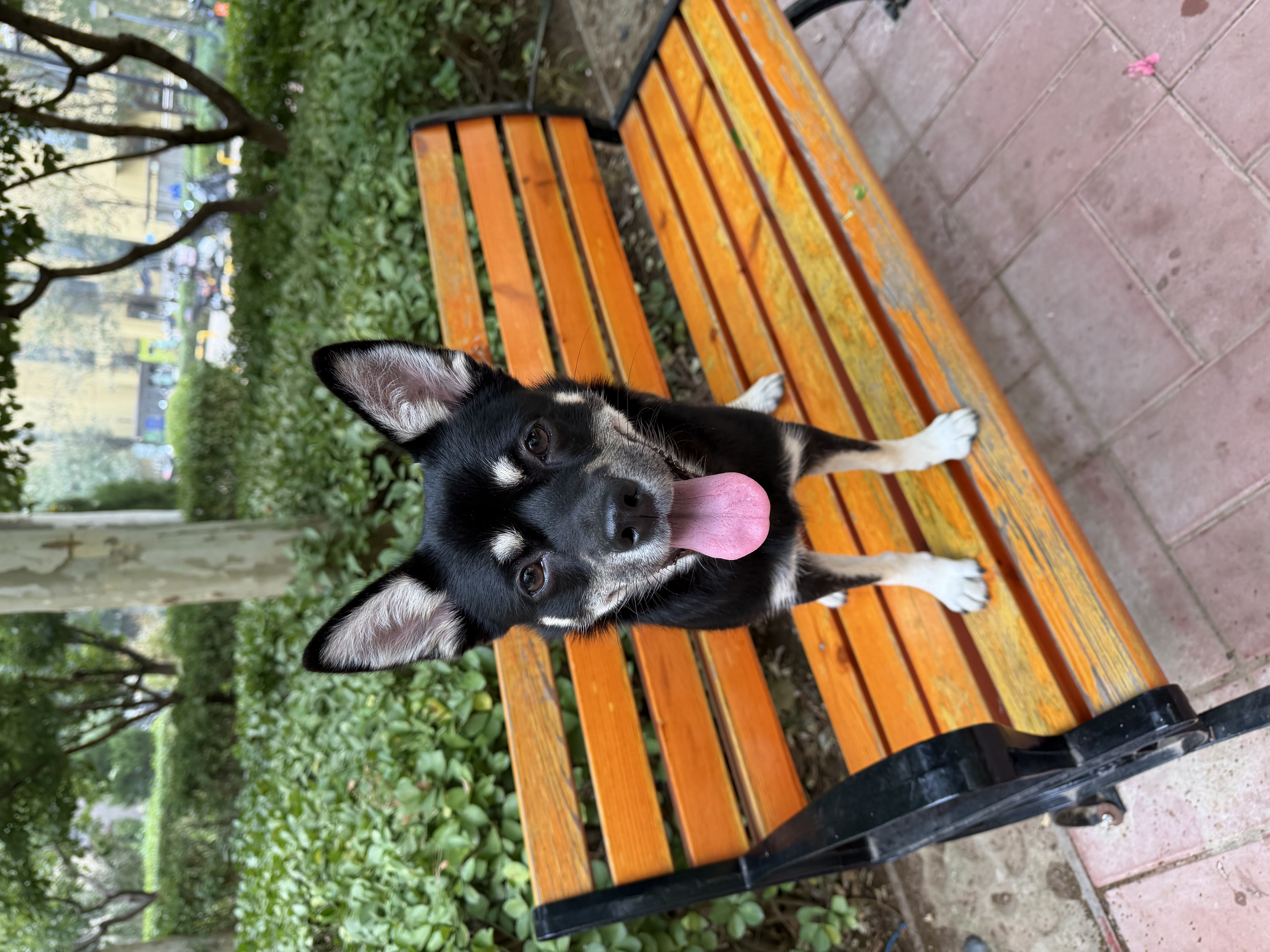 华元宠具（hoopet）狗狗绳子防爆冲P绳P链子牵引绳项圈大型中小型犬狗链防挣脱溜遛狗 实拍图