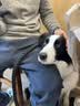 英特威因特威宠必威锐必威进口犬猫狂犬灭活疫苗1支 实拍图