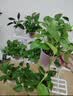 京东绿植绿萝盆栽除甲醛花卉绿植办公室新房净化空气 120款10盆源头直发 实拍图