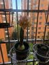 德沃多羊粪发酵有机肥原料内蒙古5KG蔬菜花卉通用植物盆栽肥料改善土壤 实拍图