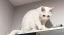LEGENDSANDY蓝氏乳鸽猫粮幼猫成猫猫零食主食猫条餐包猫咪尝鲜大礼包246g 实拍图
