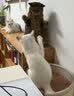 领先猫零食冻干鱼籽棒60g成幼猫宠物零食添加飞鱼籽养护猫咪毛发 实拍图