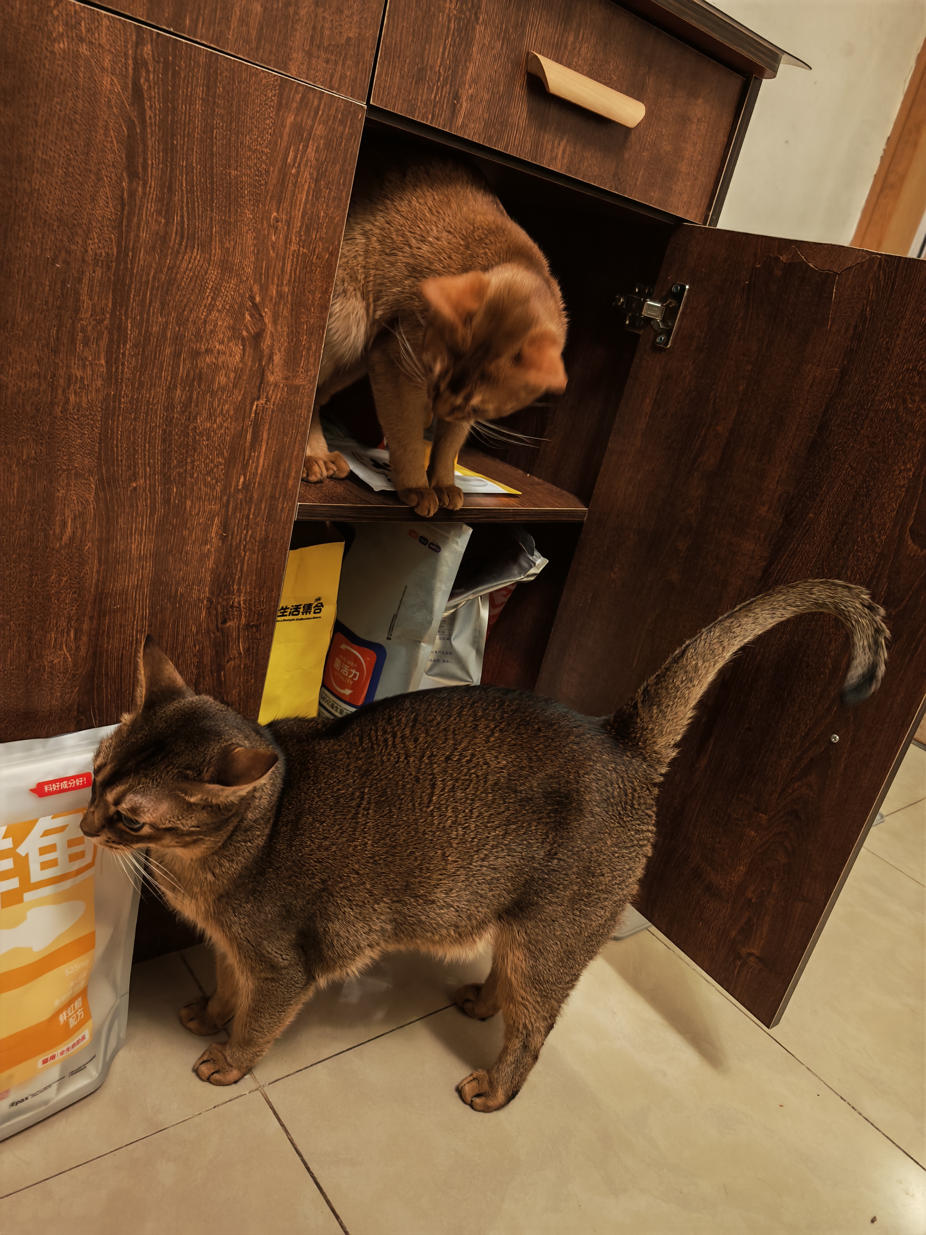 阿飞和巴弟厚乳奶棒主食冻干猫咪零食幼猫奶酪棒磨牙棒成猫通用型60g*5袋 实拍图