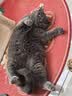 诚实一口P40全价猫粮成猫幼猫室内外80%鲜肉高蛋白长肉美毛鸡鱼味1.5kg 实拍图
