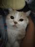 好主人金装好主人猫粮2.0 成猫幼猫蓝猫英短通用全价无谷冻干 【试吃装】金装幼猫粮400g 实拍图
