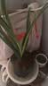 劉閣蘭花兰花苗 香妃 有香味的夏带花苞出售室内外花卉绿植盆栽草观花植物 香妃2苗加盆土肥，说明书 实拍图
