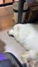 皇家狗粮 成犬狗粮 犬粮 宠物大型犬 GR26全价犬粮 ≥15月4KG 实拍图