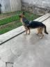 疯狂小狗狗粮幼犬成犬全价粮10kg 金毛泰迪中大型小型通用鸭肉梨20斤 实拍图