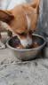凯锐思中大型犬粮1-7岁成年犬全价粮金毛边牧宠物狗粮囤货装10kg 实拍图