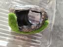 萌嘟星宠鱼缸造景装饰仿真酒桶摆件鱼虾繁殖躲避罐水族箱创意布景 小号 实拍图