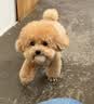 凯锐思狗粮幼犬粮 全犬种柯基博美泰迪比熊中小型犬通用狗粮 【4-12月|鲜肉益生菌】中大型幼犬4斤+赠餐包 实拍图