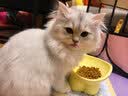 皇家猫粮 幼猫猫粮 幼猫专用 K36 通用粮 4-12月 400g 实拍图