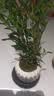 八芽小叶栀子花盆栽开花植物室内桌面茶几好养花卉绿植办公室净化空气 小叶栀子花-陶瓷竖纹盆-密胺托 带盆栽好 实拍图