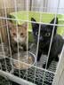 普安特宠物猫咪驱虫药驱虫体内外一体幼成虫跳蚤犬虱非泼罗尼爱滴克套装 实拍图