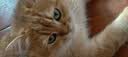 红狗【营养膏领导者】猫咪狗狗营养膏宠物幼犬猫乳铁蛋白维生素120g*2 实拍图