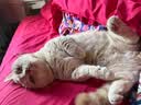 皇家猫粮 室内成猫粮 I27 通用粮 12月以上 2KG 实拍图
