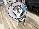 憨憨乐园伊丽莎白圈耻辱圈狗狗项圈猫头套项圈宠物狗脖套防咬圈狗用品3号 实拍图
