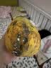 京鲜生 海南红心木瓜 精选大果2粒装 单果重约800-1000g 生鲜水果 实拍图