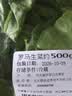 罗马生菜约500g 实拍图