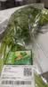 【火锅季】七鲜24小时富硒香芹苗 250g(长度≤40cm) 实拍图