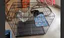 喵先生猫笼可折叠猫笼子带厕所一体大号双层猫别墅猫舍猫窝家用猫咪笼子 加固加密丨黑色850双层丨适合大体型猫咪/多只幼猫 【赠】豪华款套餐礼包 可折叠款丨加密加固丨双层大空间 实拍图