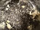 碧潭飘雪茉莉花茶 峨眉山茶特级50g 爆款小蓝罐花茶 35008 实拍图